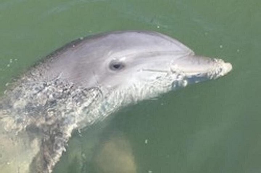 La tête d’un dauphin est partiellement immergée dans l’eau. 3