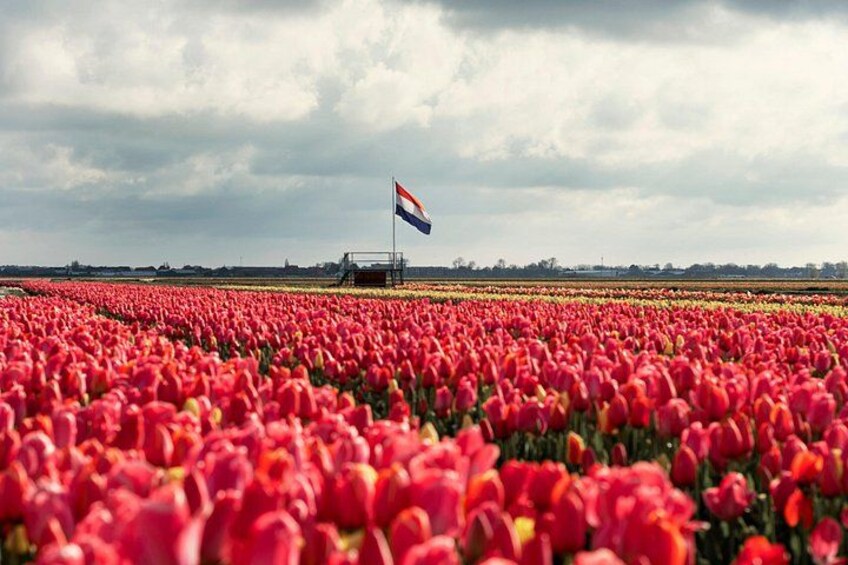 Keukenhof Gardens and Tulips Private Tour from Amsterdam 2