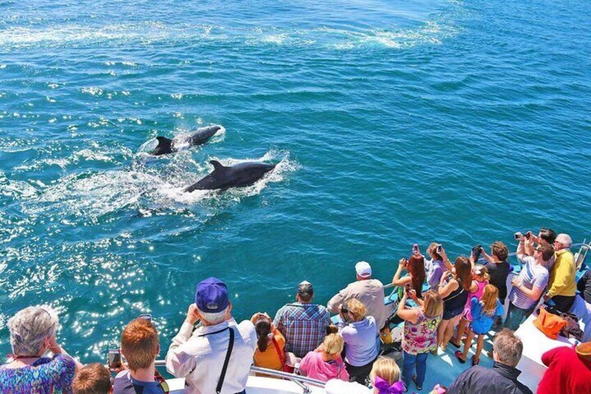 A group of people on a boat observing dolphins in the water. 3