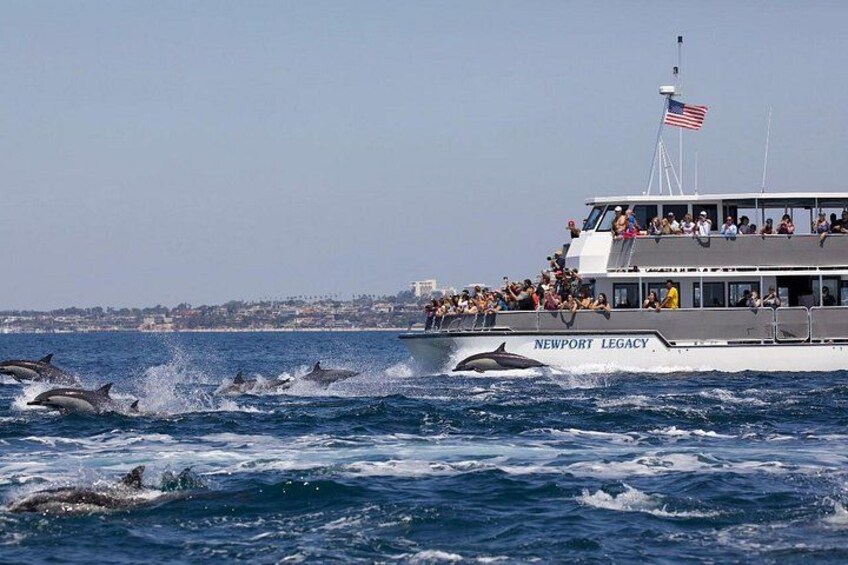 Newport Beach Whale and Dolphin Watching Cruise 3