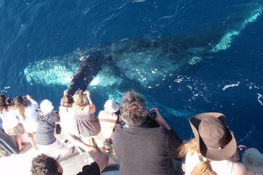 A group of people observing a large marine animal in the water. 4