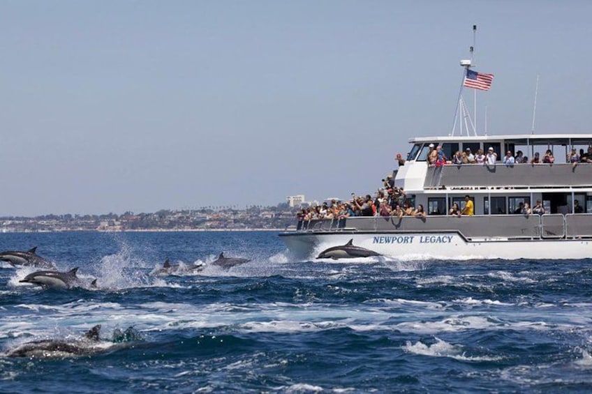 Newport Beach Whale and Dolphin Watching Cruise 2