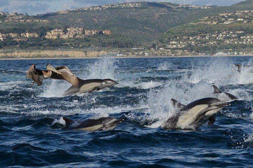 Newport Beach Whale and Dolphin Watching Cruise 2