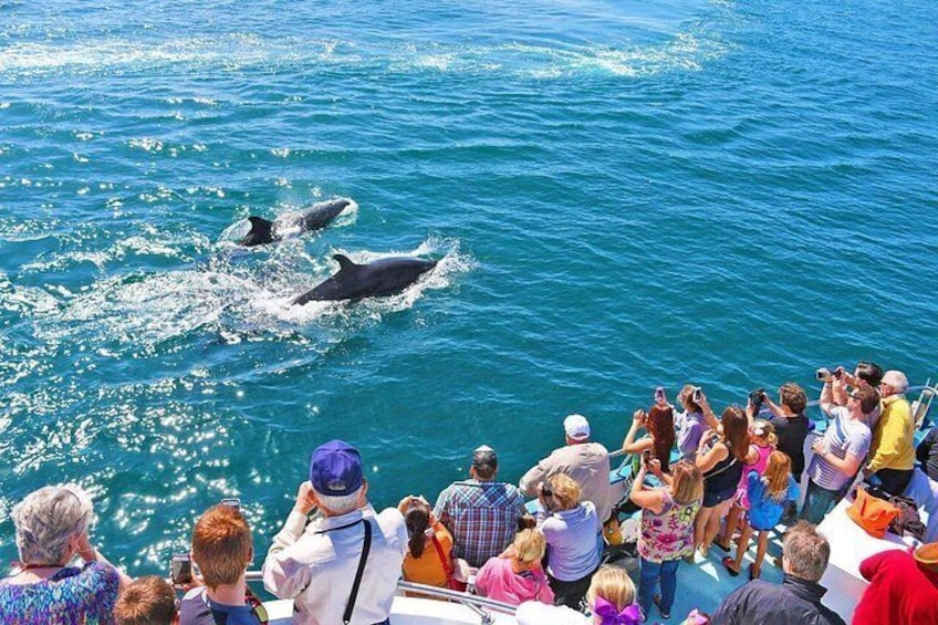 Newport Beach Whale and Dolphin Watching Cruise 4