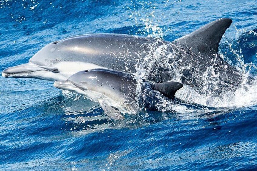 Newport Beach Whale and Dolphin Watching Cruise 1
