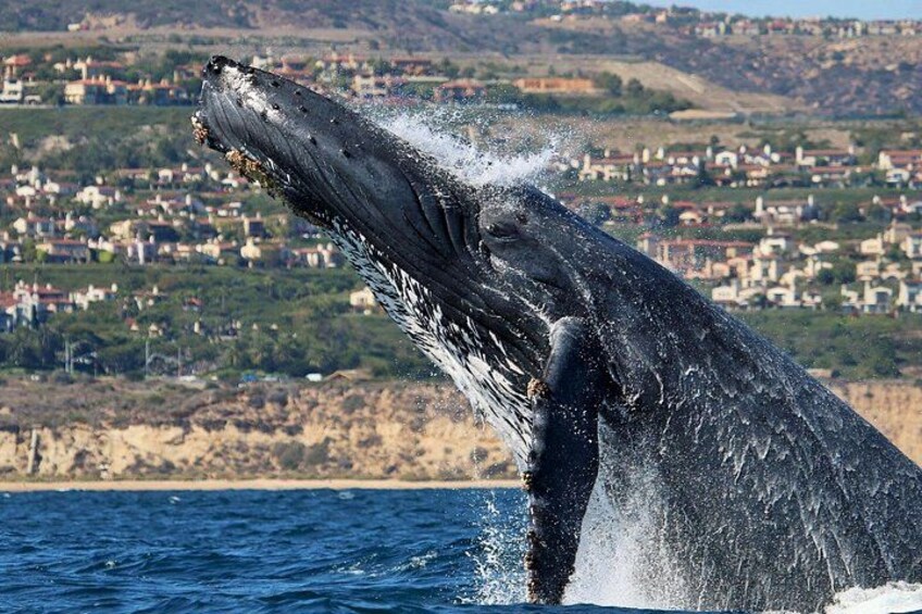 Newport Beach Whale and Dolphin Watching Cruise 2