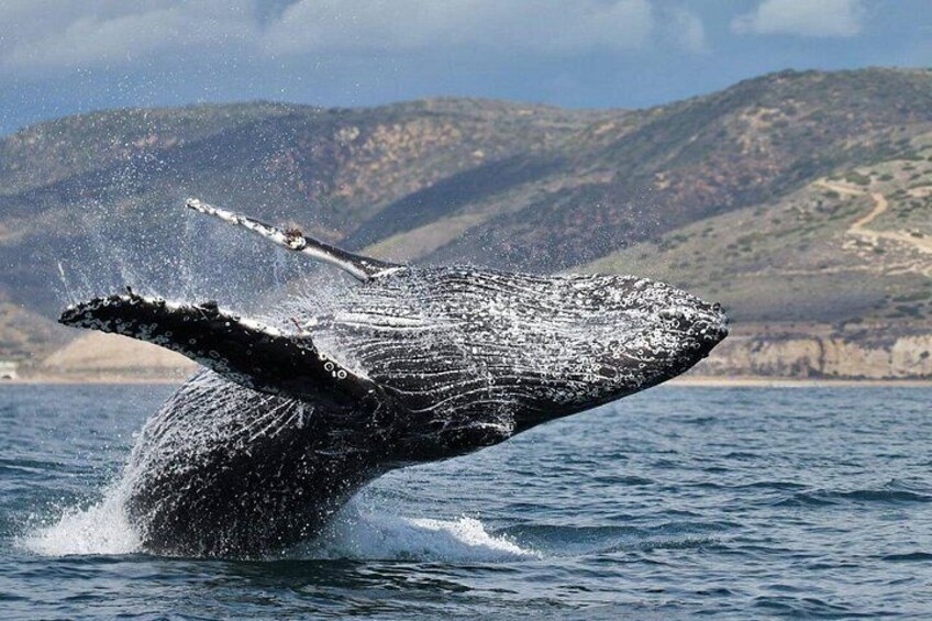 Newport Beach Whale and Dolphin Watching Cruise 3