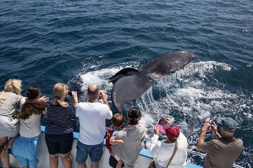 A group of people on a boat observing a whale breaching the water. 5