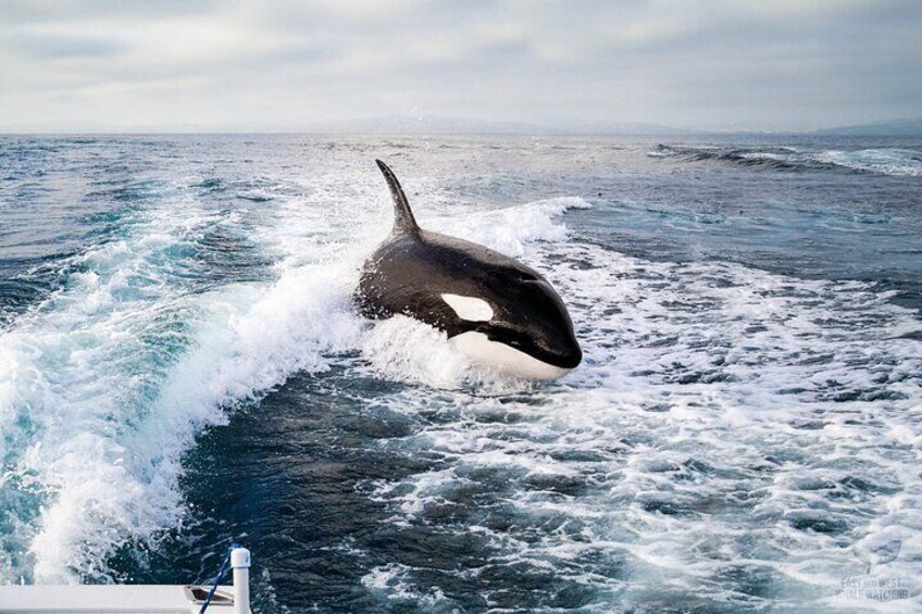 Ultimate Whale and Dolphin Watching in Newport Beach, 6 person maximum