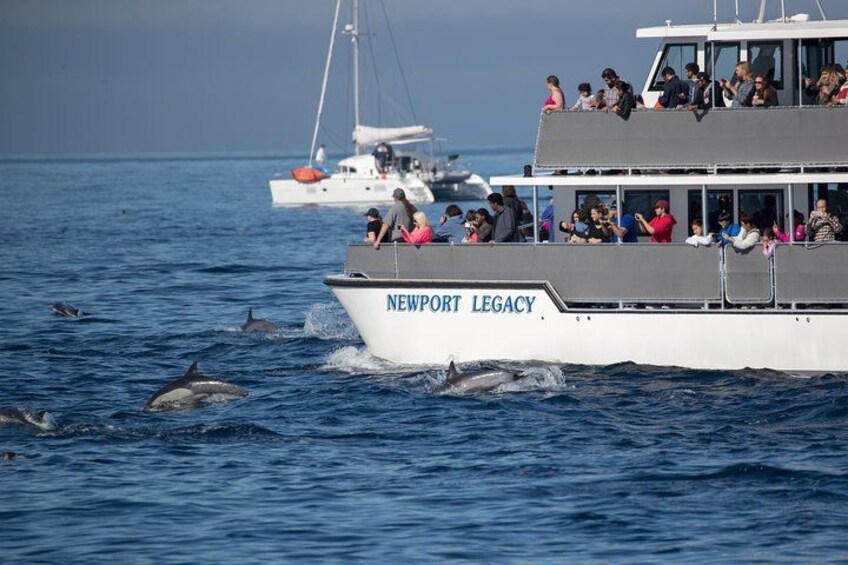 Whale Watching Cruise 4