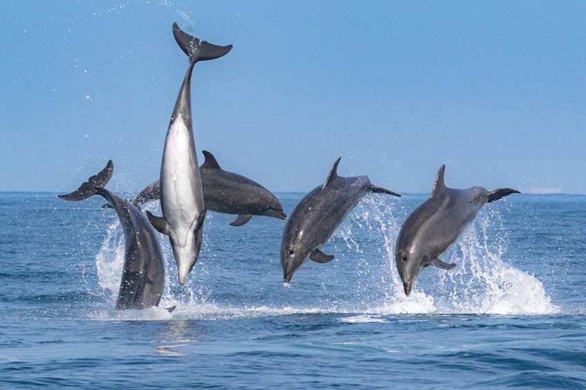 Whale-Watching Cruise from Newport Beach 2
