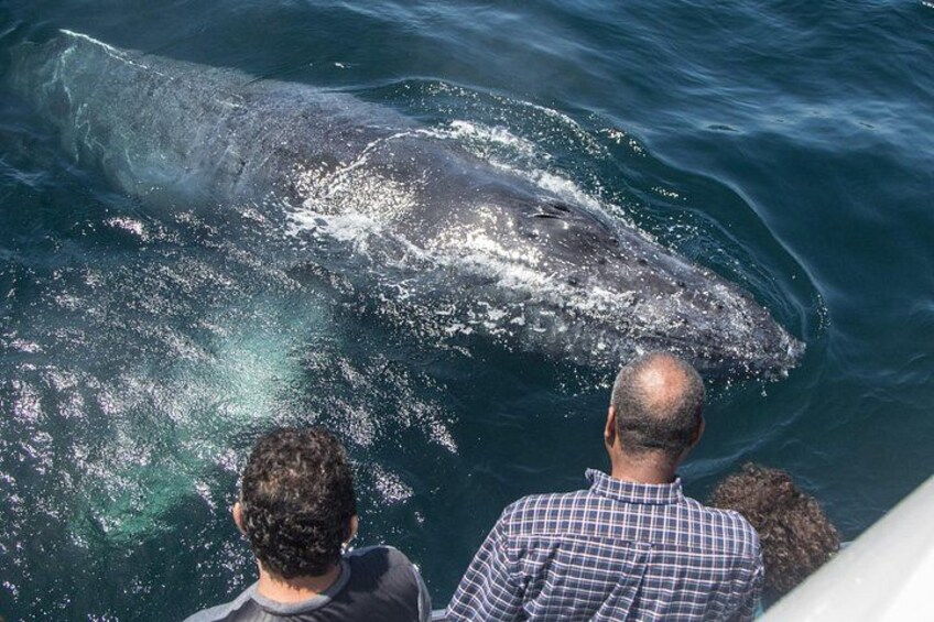 Whale-Watching Cruise from Newport Beach 2