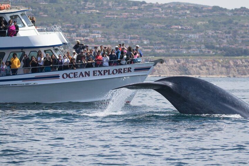 Whale-Watching Cruise from Newport Beach 1