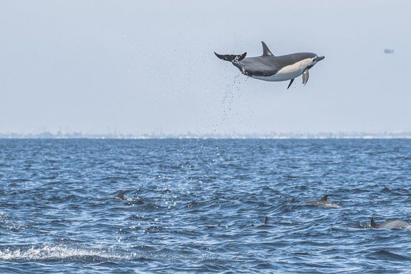 Whale-Watching Cruise from Newport Beach 2