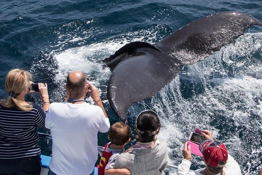 Whale-Watching Cruise from Newport Beach 3