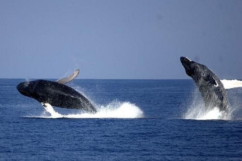 Whale-Watching Cruise from Newport Beach 2