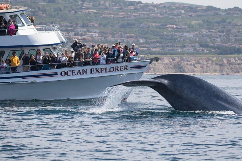 Whale-Watching Cruise from Newport Beach 1