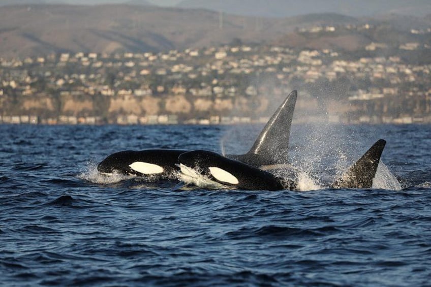Whale-Watching Cruise from Newport Beach 2