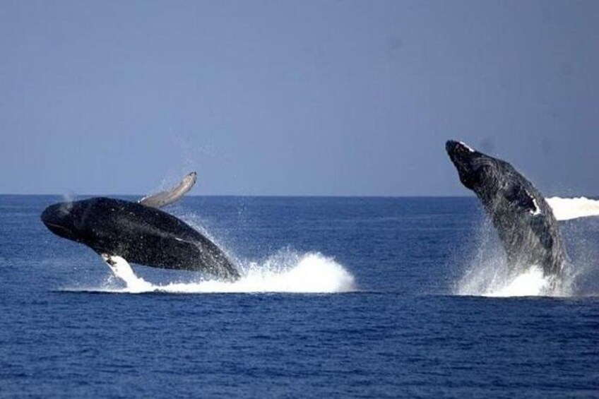 Whale-Watching Cruise from Newport Beach 3