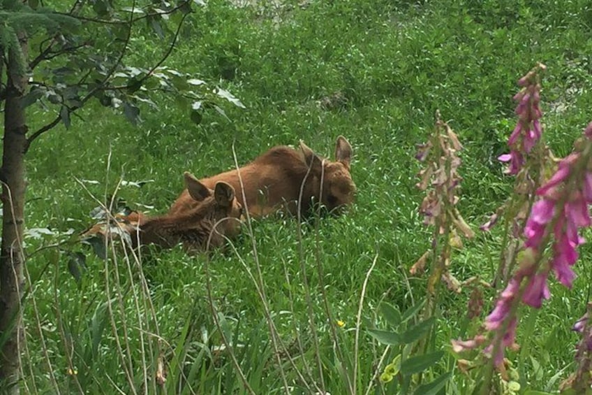 A brown rabbit lying in a grassy field with green foliage and pink flowers. 4