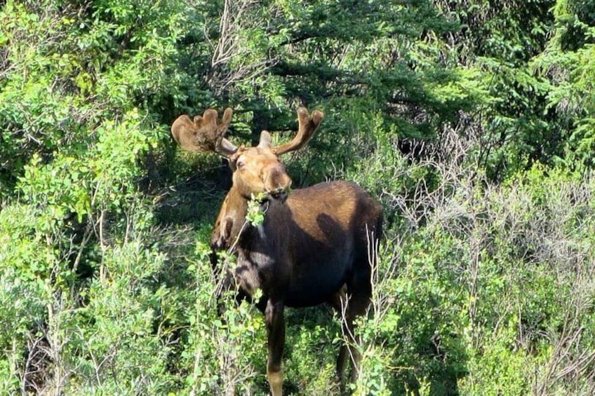 A moose in a dense forest. 3