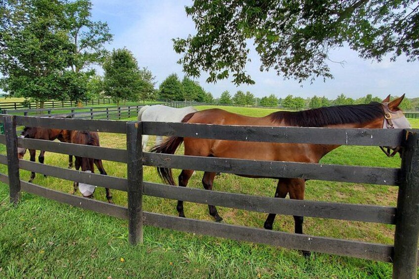 See how race horses live everyday. 3