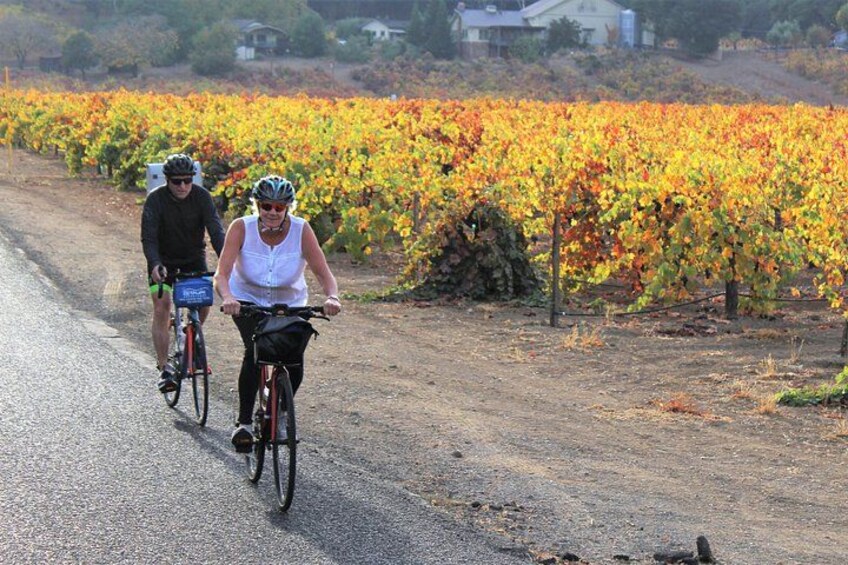 Dos ciclistas en una carretera con un viñedo al fondo. 5