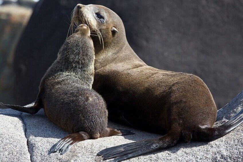 Two seals on a rock, one adult and one juvenile. 3