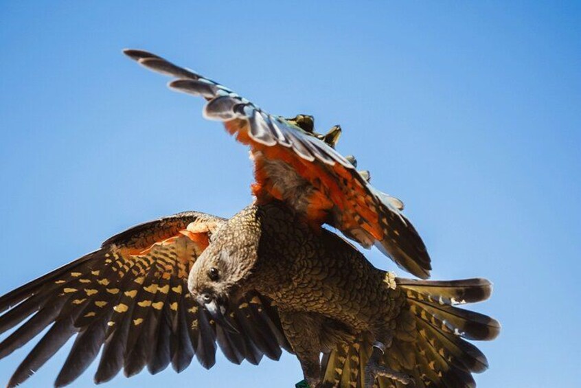 Meet the local wildlife - Kea Bird 3