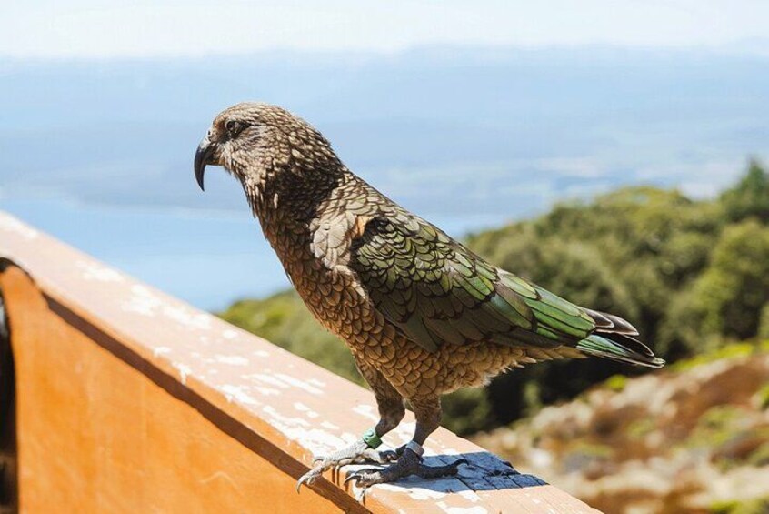 Award Winning Milford Sound Full Day Tour & Cruise from Te Anau 2