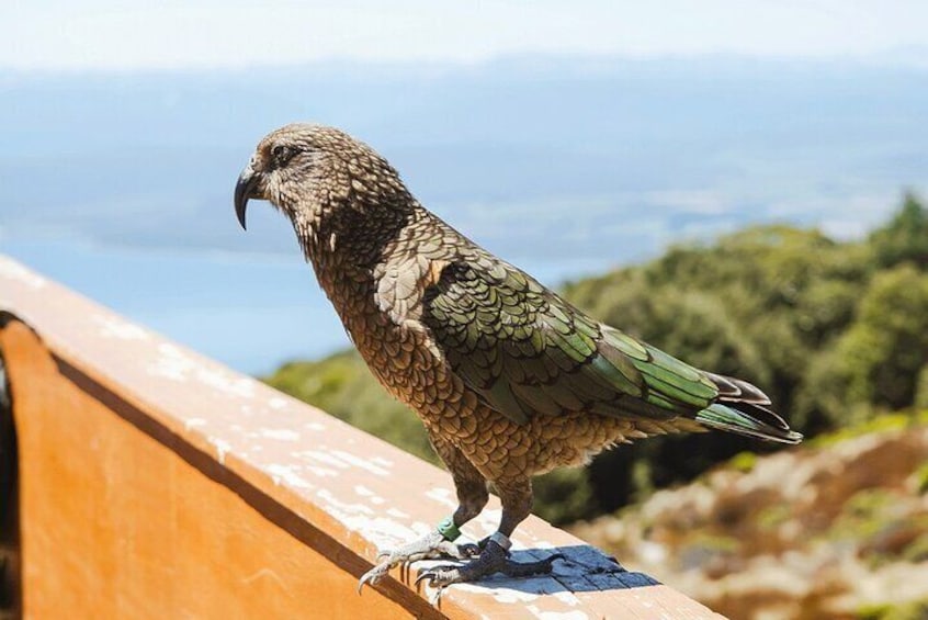 A bird perched on a railing with a scenic landscape in the background. 2
