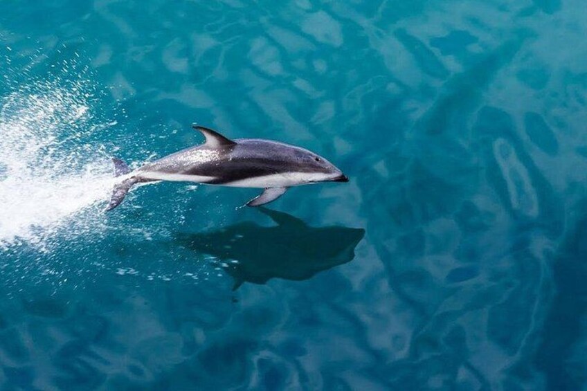 A dolphin swimming in clear blue water. 4