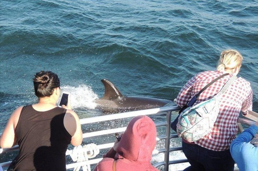 A person taking a photo of a dolphin in the water. 2