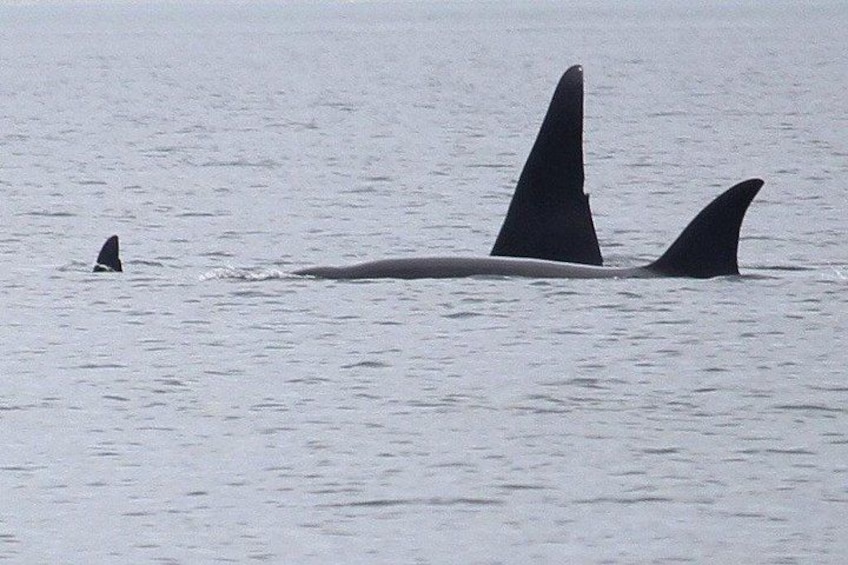 A whale with three distinct dorsal fins in the ocean. 2