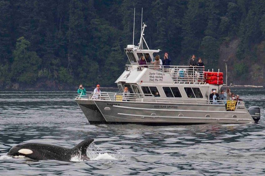 A boat with people on board, a whale breaching, and a forested shoreline in the background. 1