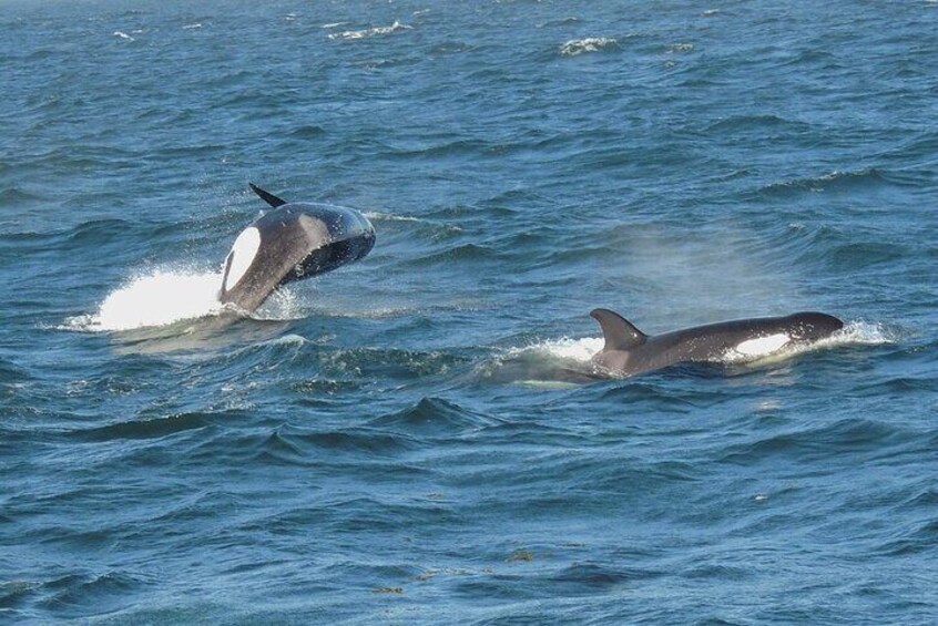 Anacortes Whale Watching