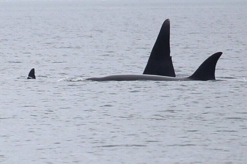 Anacortes Whale Watching