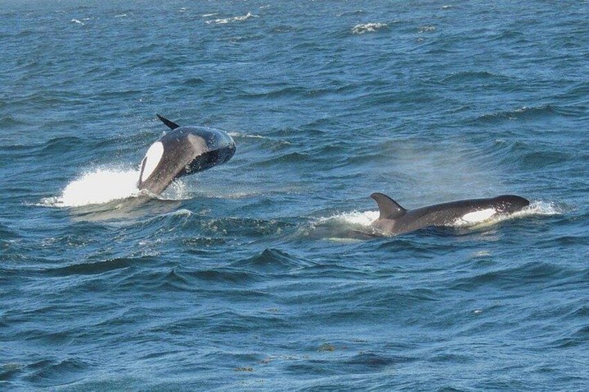 A whale breaching the water's surface. 3