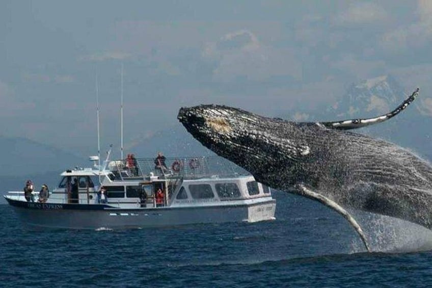 Una ballena rompe la superficie del agua cerca de un bote. 3