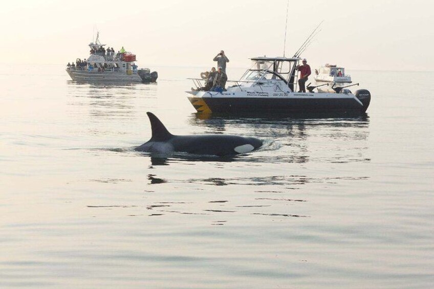 Una ballena nadando cerca de un bote con gente a bordo. 3