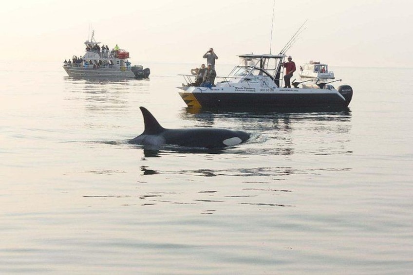 A whale swimming near a boat with people on it. 2