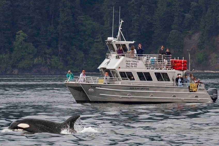 Orcas Island Whale Watching 2