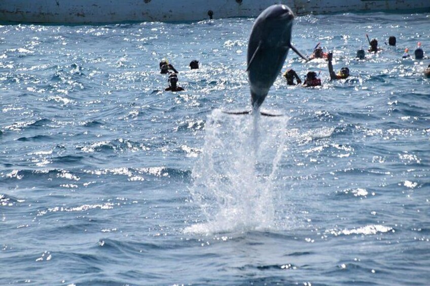 Dolphin House with lunch by Boat from Hurghada 3