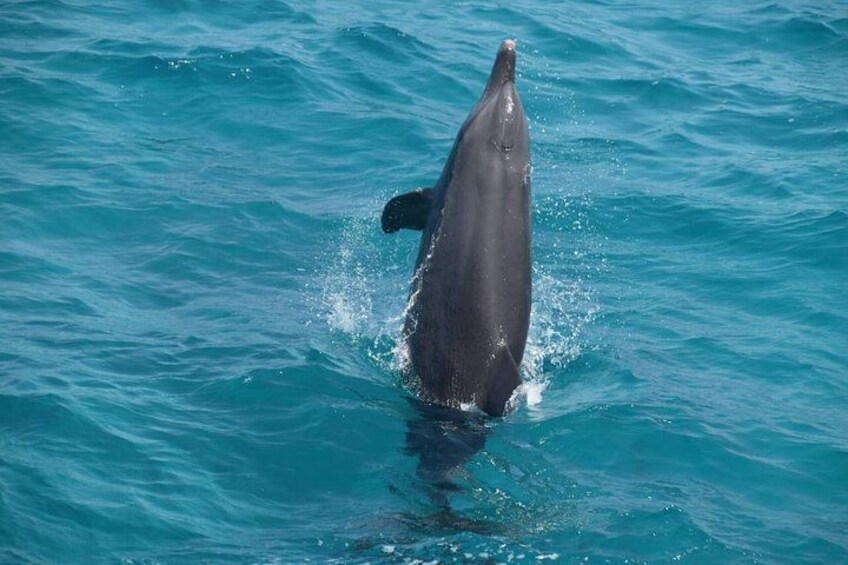 Dolphin House with lunch by Boat from Hurghada 4