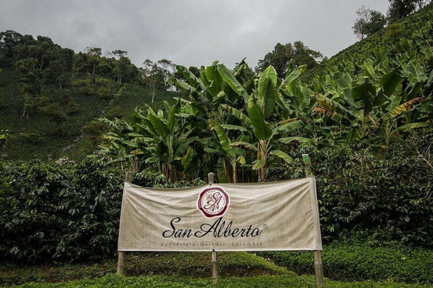 Et skilt med teksten 'San Alberto' og et logo, omgivet af frodig vegetation og bananplanter. 4