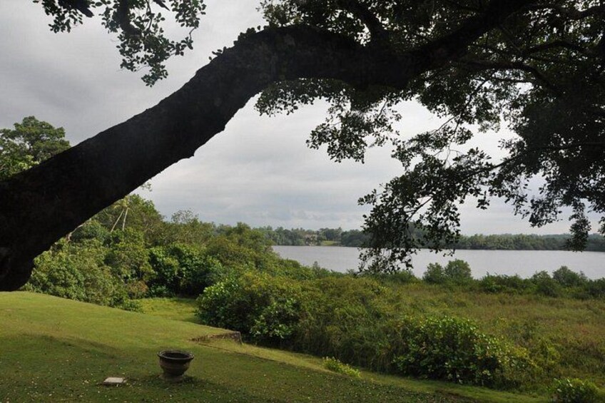 Un árbol grande, un espacio cubierto de césped y una masa de agua. 5
