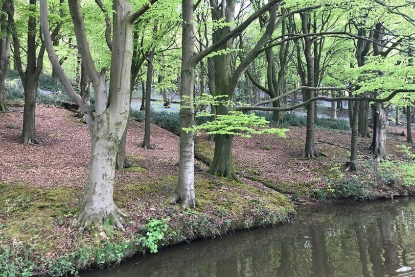 A forest with a stream, trees, and moss-covered ground. 2