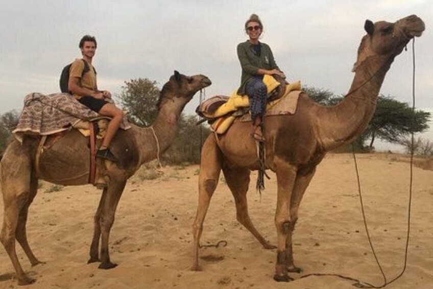 Camel Safari 2