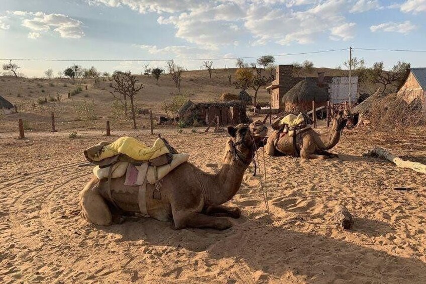 Camel Safari