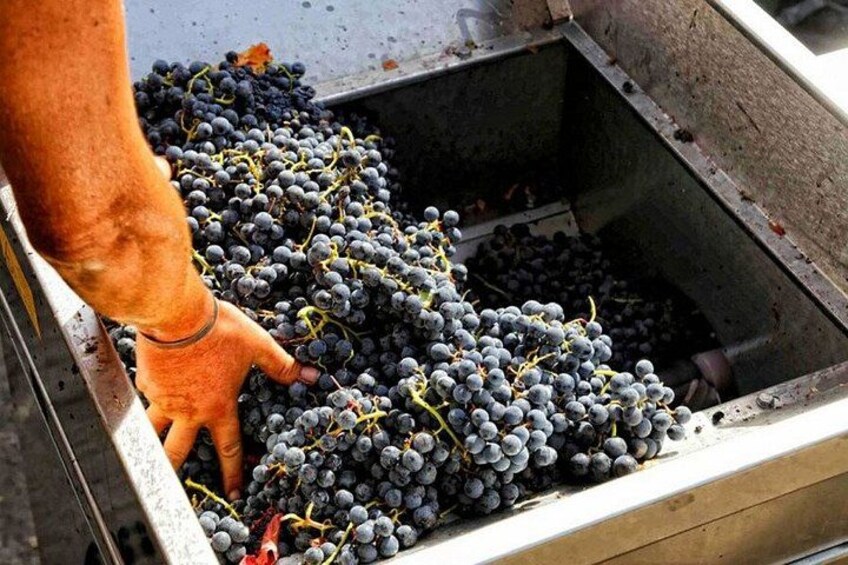 From Pompeii: Mount Vesuvius Wine Tasting and Lunch 4